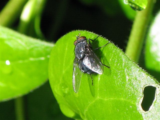 Calliphoridae ?